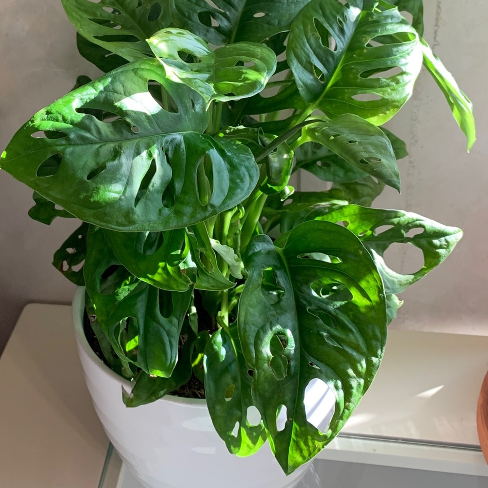 Meet your Posher, Pat